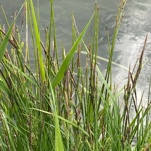 Carex elata Leaf