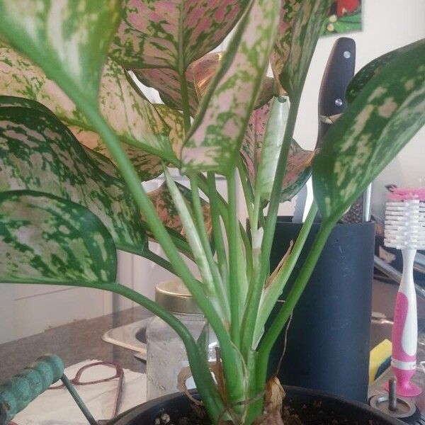 Aglaonema commutatum List