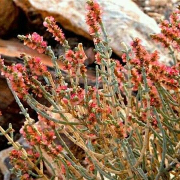 Anabasis articulata Flors