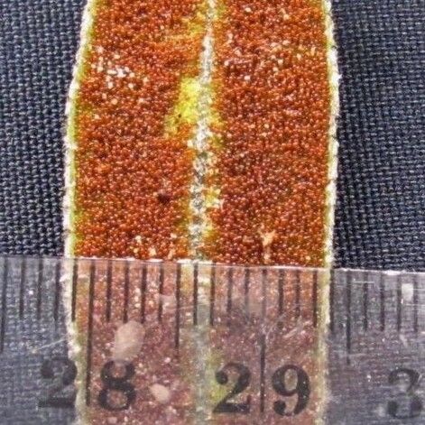 Elaphoglossum muscosum
