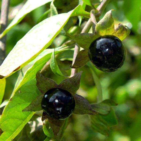 Atropa bella-donna Fruto