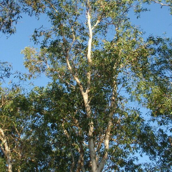 Melaleuca leucadendra Leaf