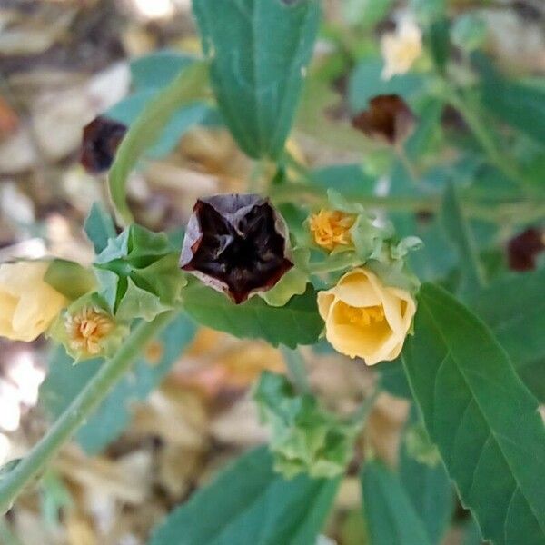 Sida cordifolia Плід