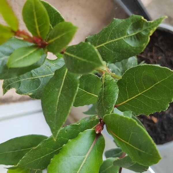 Laurus nobilis برگ