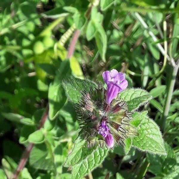 Clinopodium vulgare Kvet