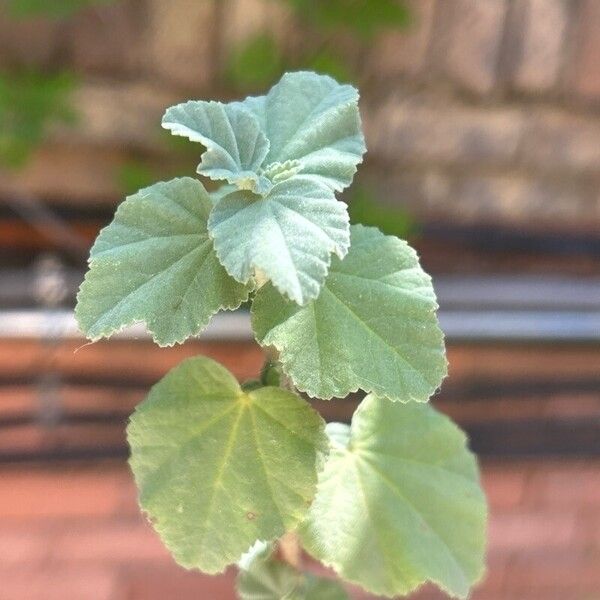 Malva subovata Flower