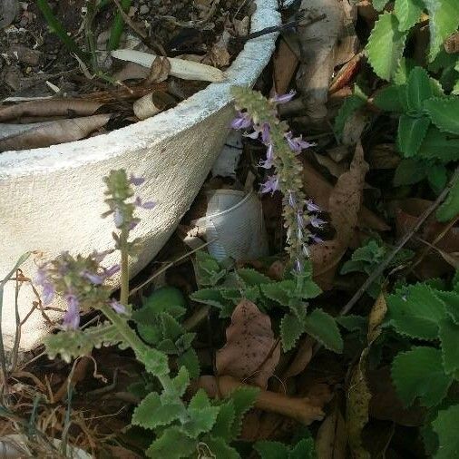 Plectranthus amboinicus Cvet