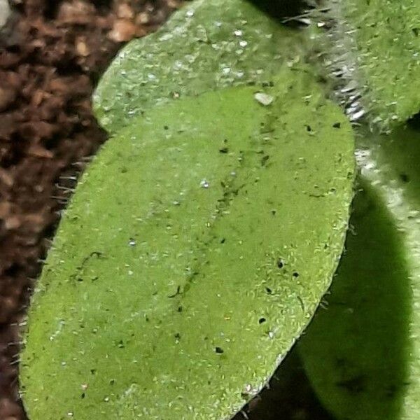 Nicotiana rustica Ліст