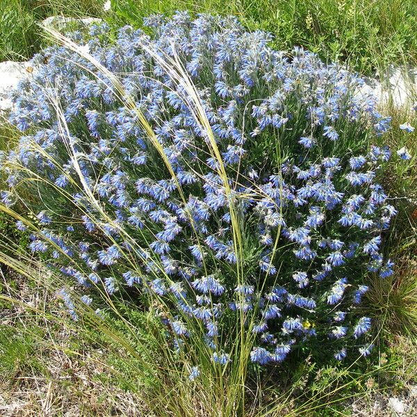 Moltkia petraea Flower