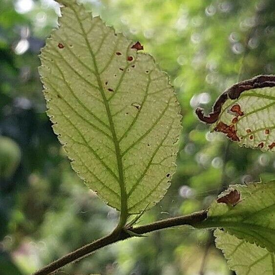 Prunus tomentosa Feuille