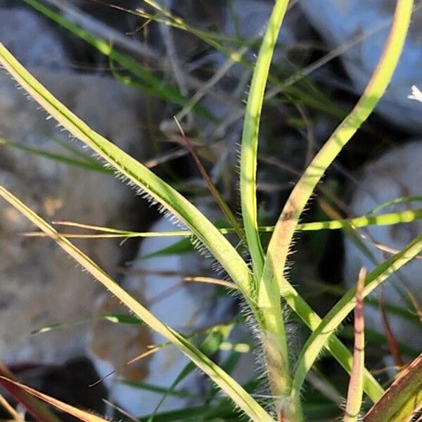 Cenchrus ciliaris Lehti