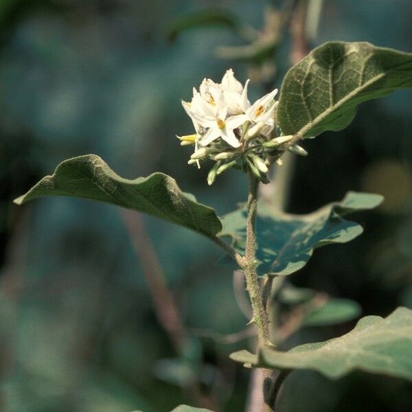 Solanum torvum Fleur