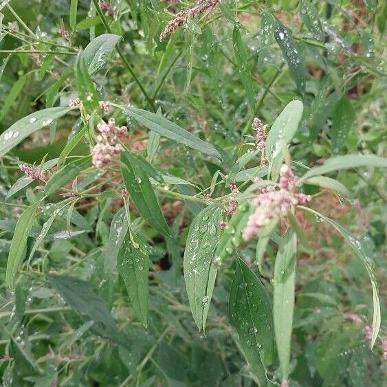 Chenopodium giganteum Flower