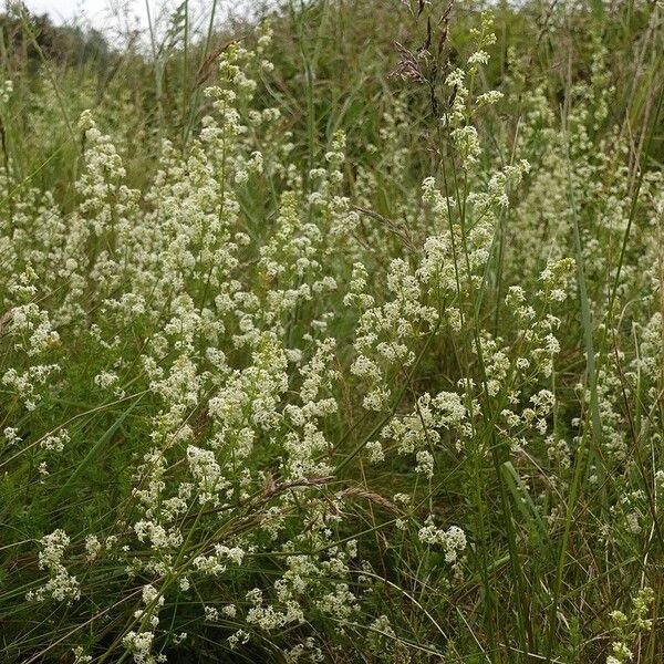 Galium album Hábitos