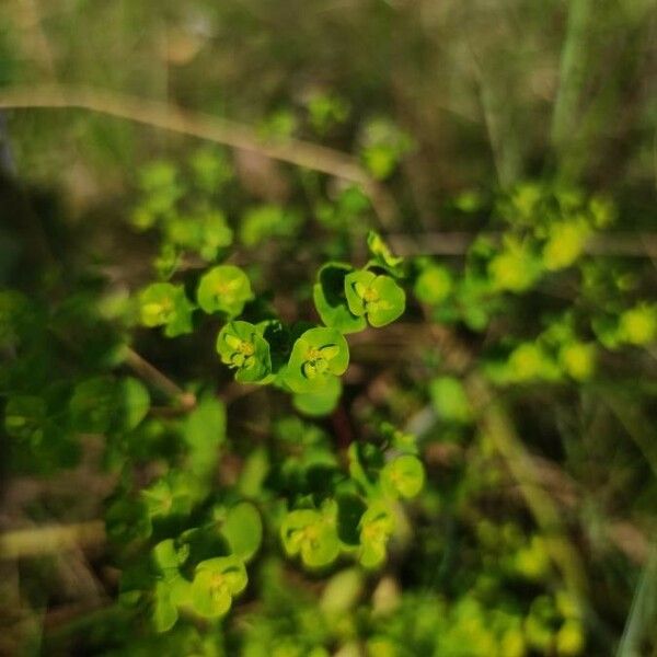 Euphorbia stricta Blomma