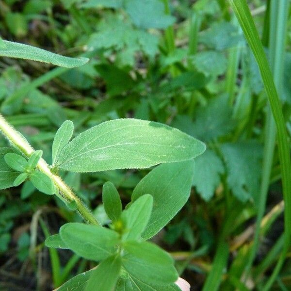 Hypericum hirsutum Листок