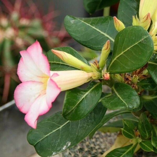 Adenium obesum 葉