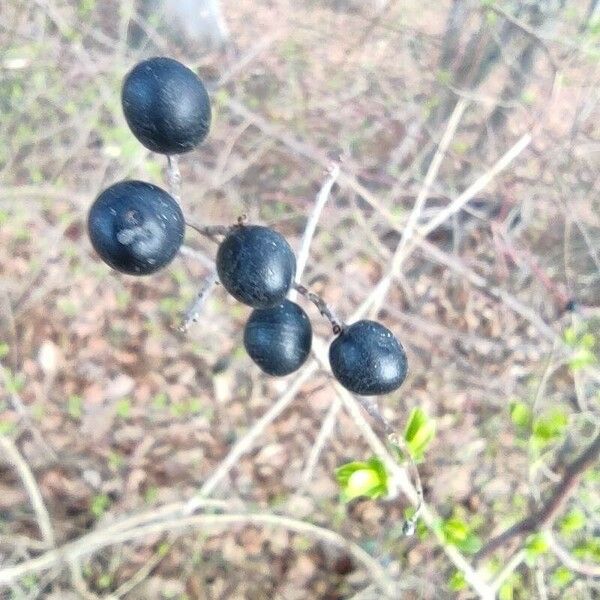 Ligustrum vulgare Плод