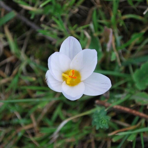 Crocus versicolor Цвят