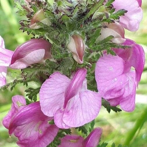 Pedicularis gyroflexa Flor