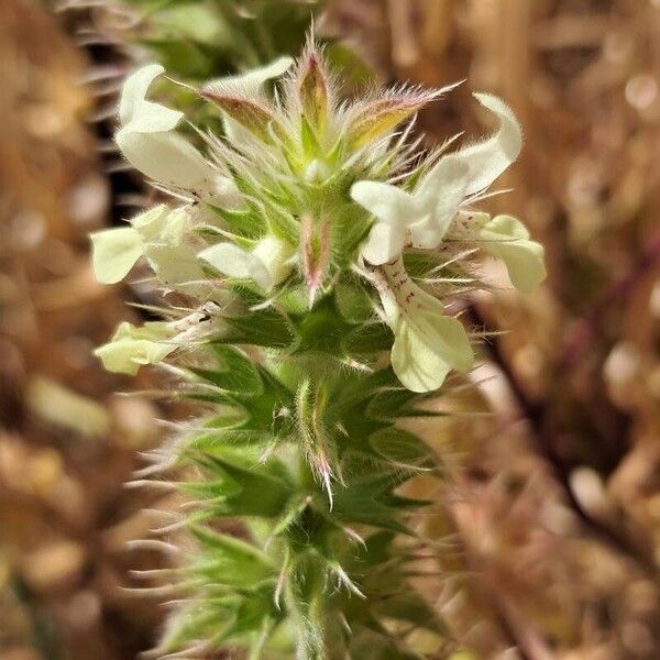 Stachys ocymastrum Flower