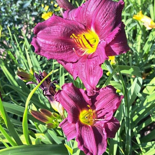 Hemerocallis minor Flor