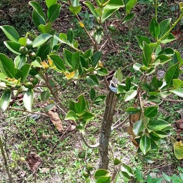 Psidium guineense Leaf