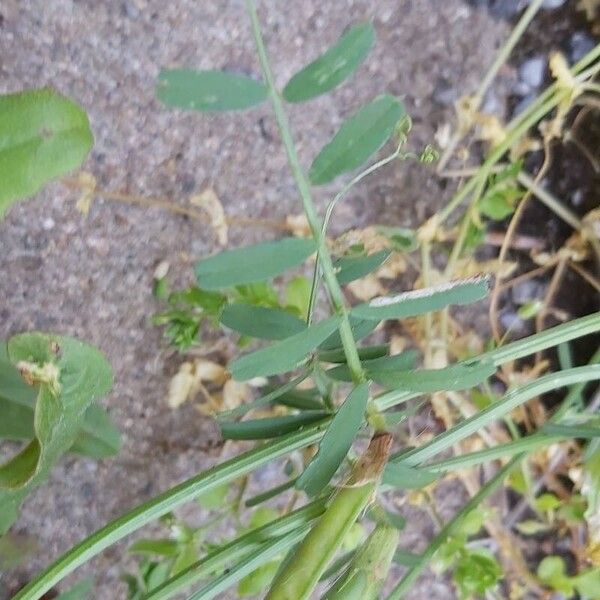 Vicia grandiflora Φύλλο