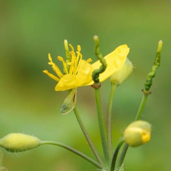 Chelidonium majus Other