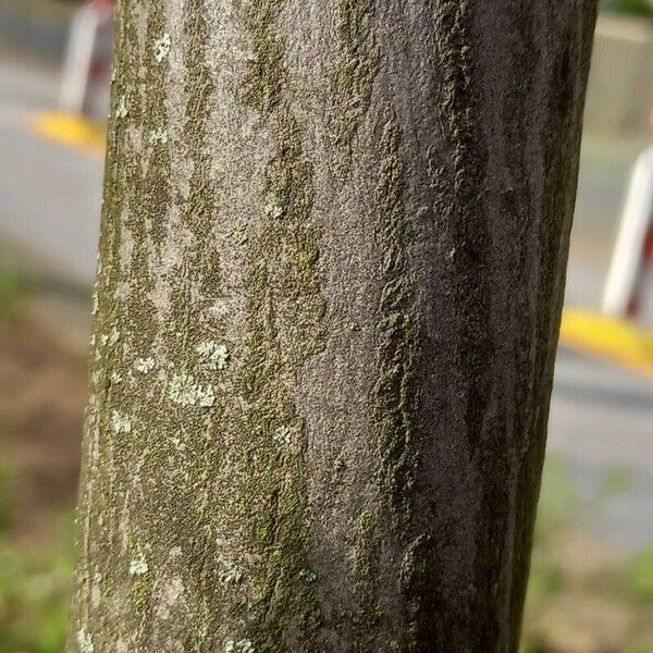 Amelanchier × lamarckii Bark