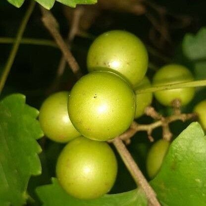 Vitis rotundifolia Ffrwyth