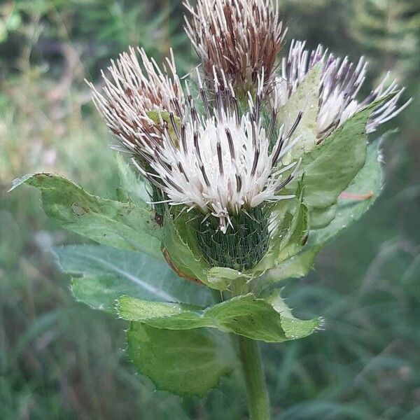 Cirsium oleraceum Kukka