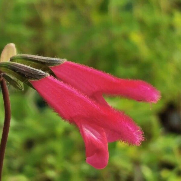 Salvia buchananii Flor