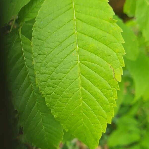 Tecoma stans Leaf