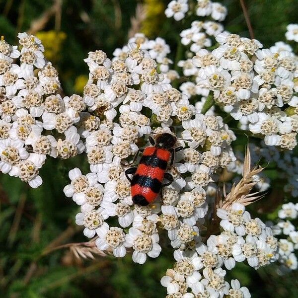 Achillea millefolium Fleur