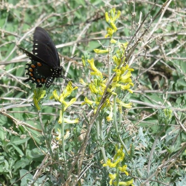 Corydalis aurea عادت داشتن