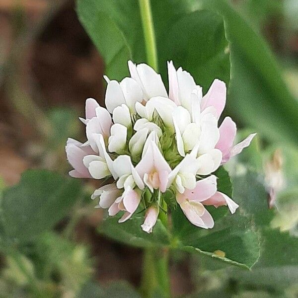 Trifolium nigrescens Flor