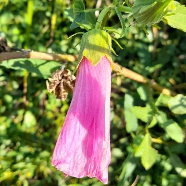 Hibiscus striatus Flor