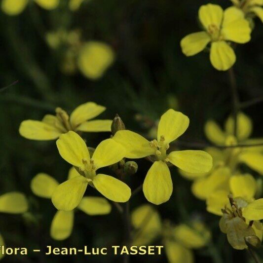 Diplotaxis catholica