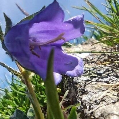 Campanula alpestris പുഷ്പം