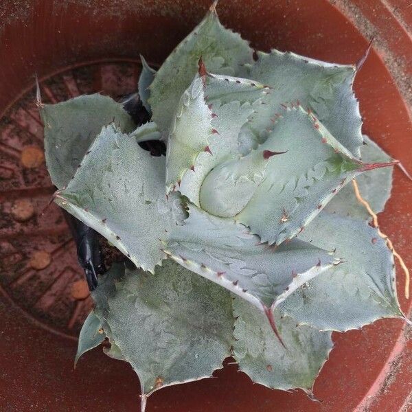 Agave potatorum পাতা