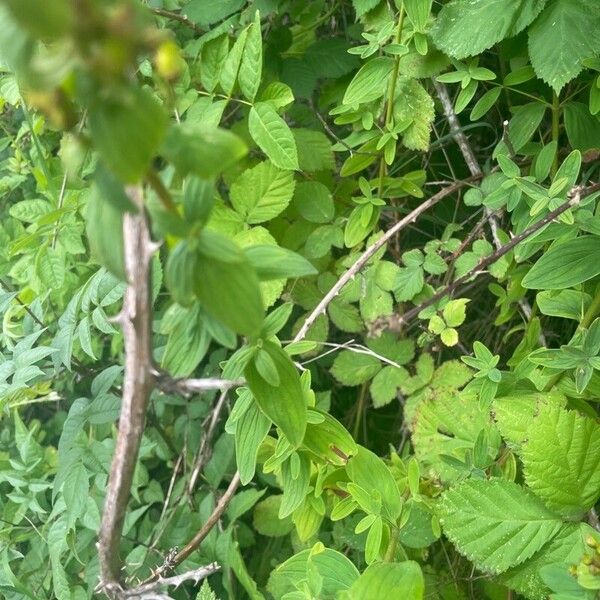 Hypericum hirsutum Blad