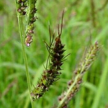 Echinochloa crus-galli Flower