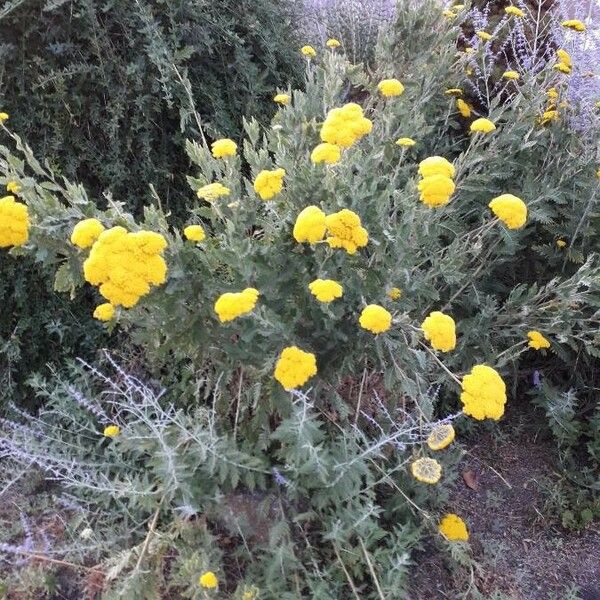 Achillea filipendulina Kvet