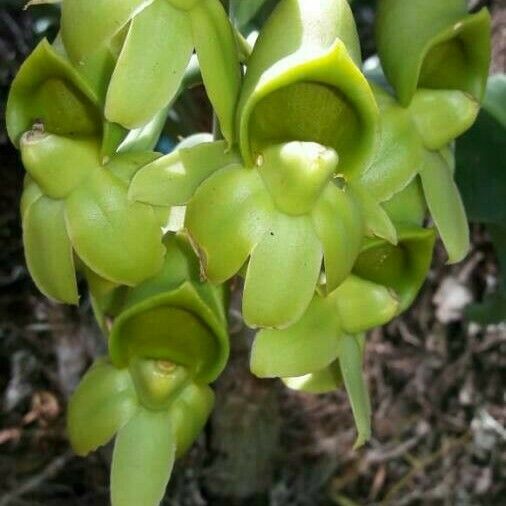 Epidendrum rigidum Flower