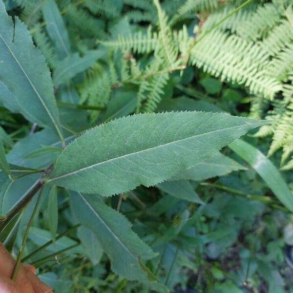 Senecio cacaliaster برگ