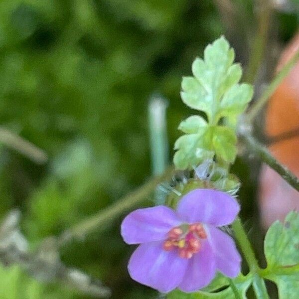 Geranium purpureum फूल