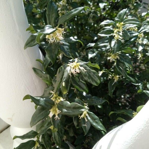 Sarcococca orientalis Квітка