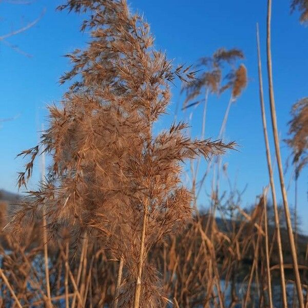 Phragmites australis Frucht