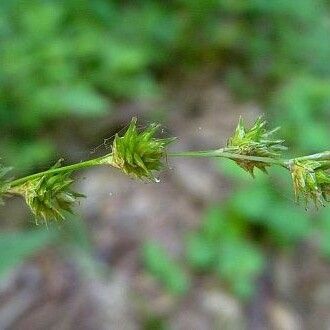 Carex tenera Frucht